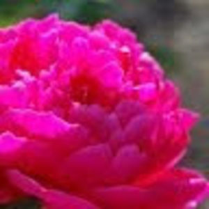 Meet your Posher, Ashlee